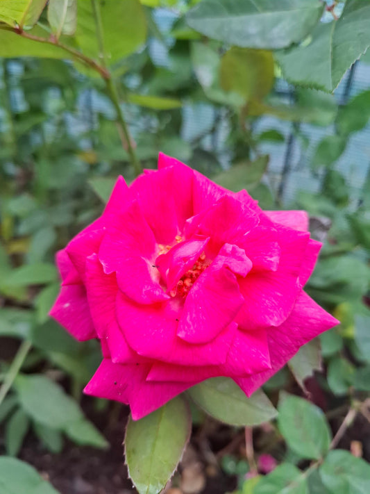 Onze biologische rozenhydrolaat als verfrisser voor je huid: zacht, zuiverend en veelzijdig