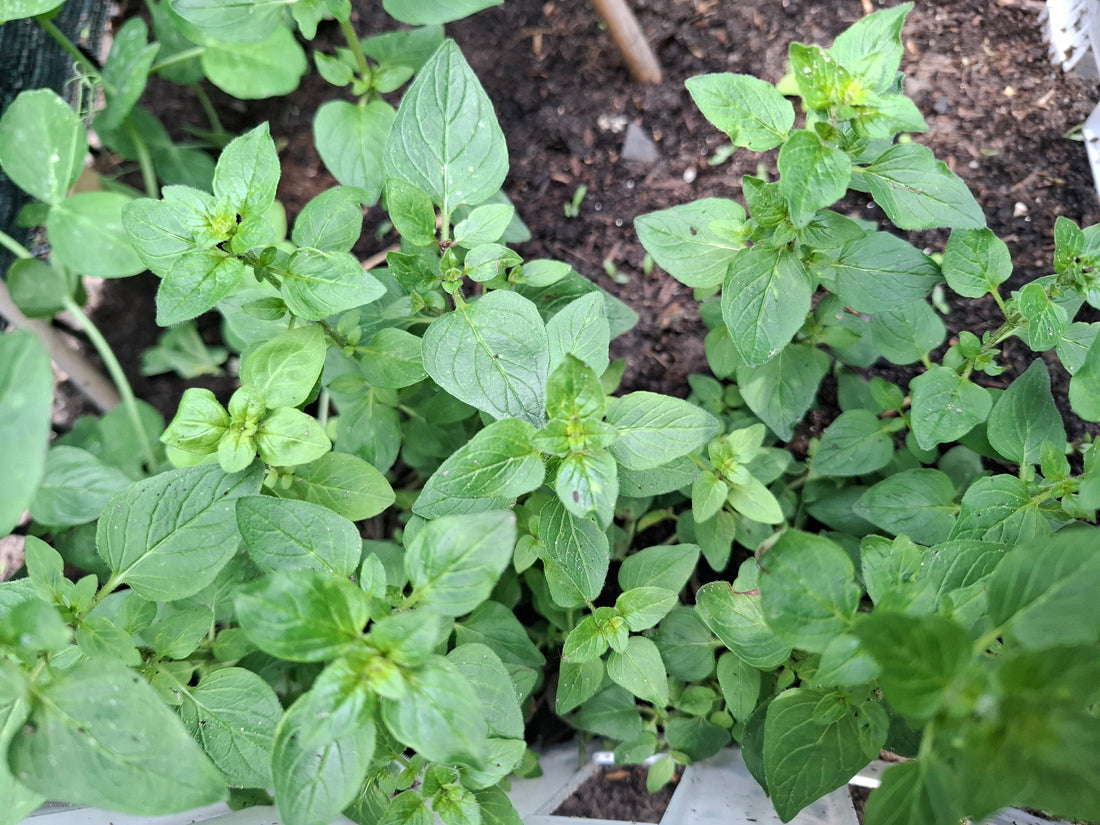 Oregano, carvacrol en thymol