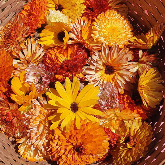 Calendula en argan, het gouden duo in de natuurlijke huidverzorging