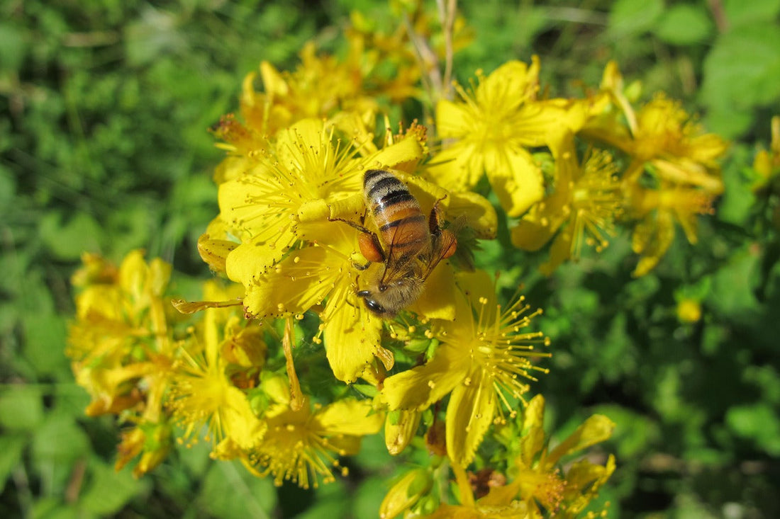 Arganolie en sint-janskruid: natuurlijke heling voor de huid